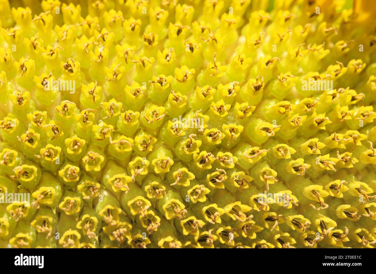 Sfondo naturale girasole o texture estiva astratta. Bellissimo primo piano di un girasole gigante in fiore. Vista in prospettiva di molti floret gialli del disco. Foto Stock