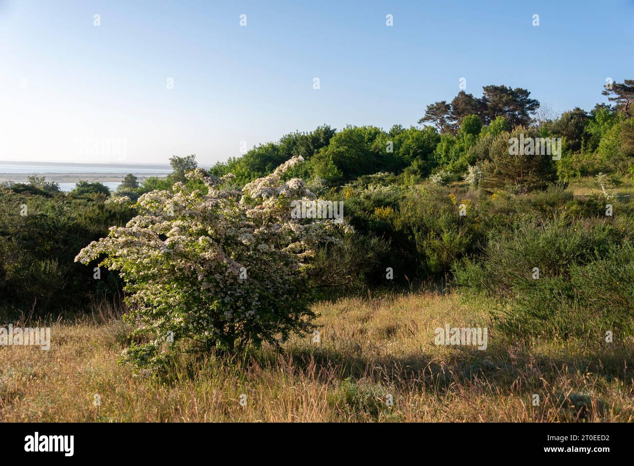Alberi e cespugli, Dornbuch, riserva naturale, isola Hiddensee, Meclemburgo-Pomerania occidentale, Germania Foto Stock