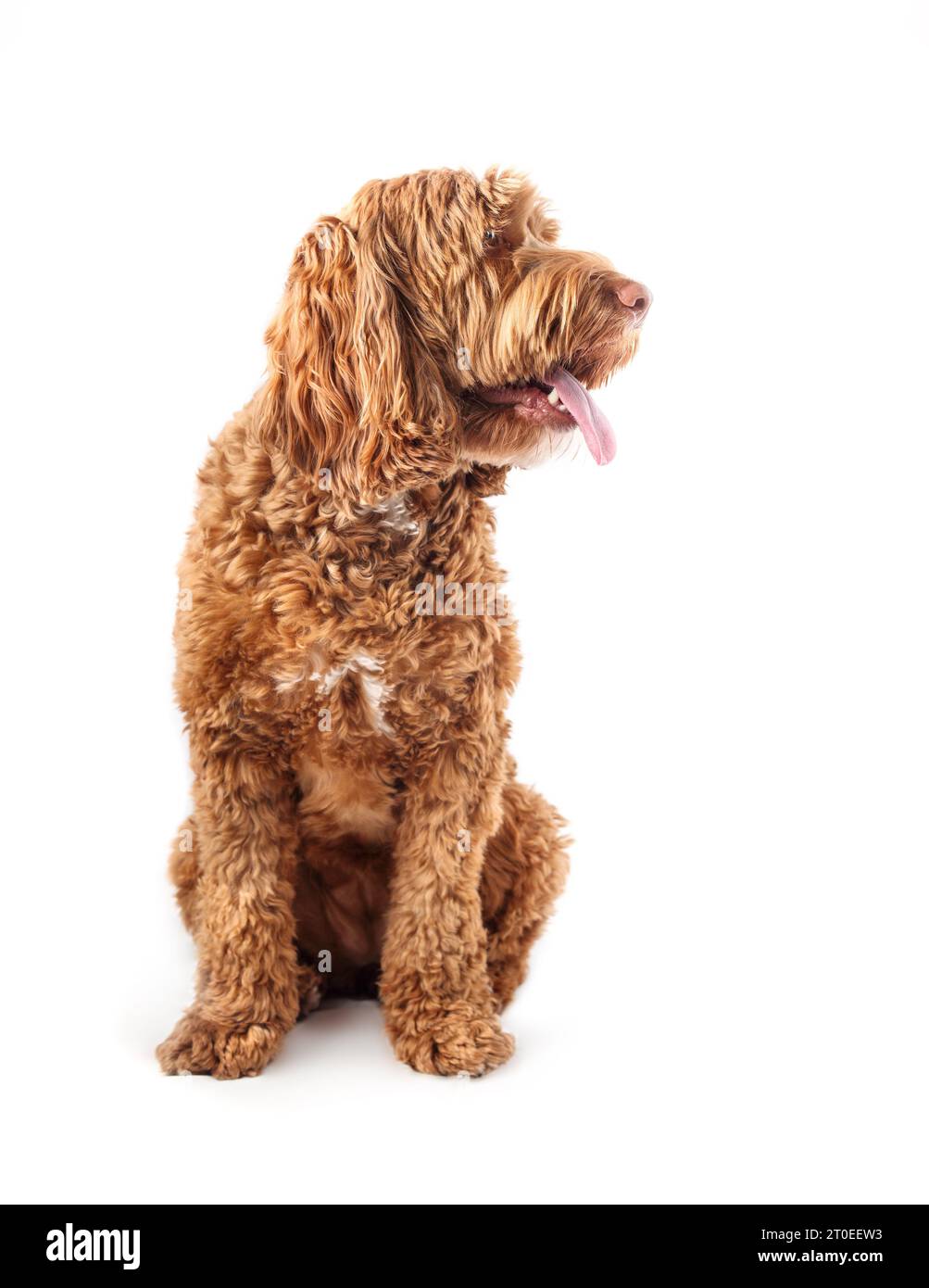 Cane isolato seduto con la lingua fuori mentre guarda di lato. Profilo laterale di simpatico e rilassato cane Labradoodle femmina con lingua rosa che fuoriesce e. Foto Stock