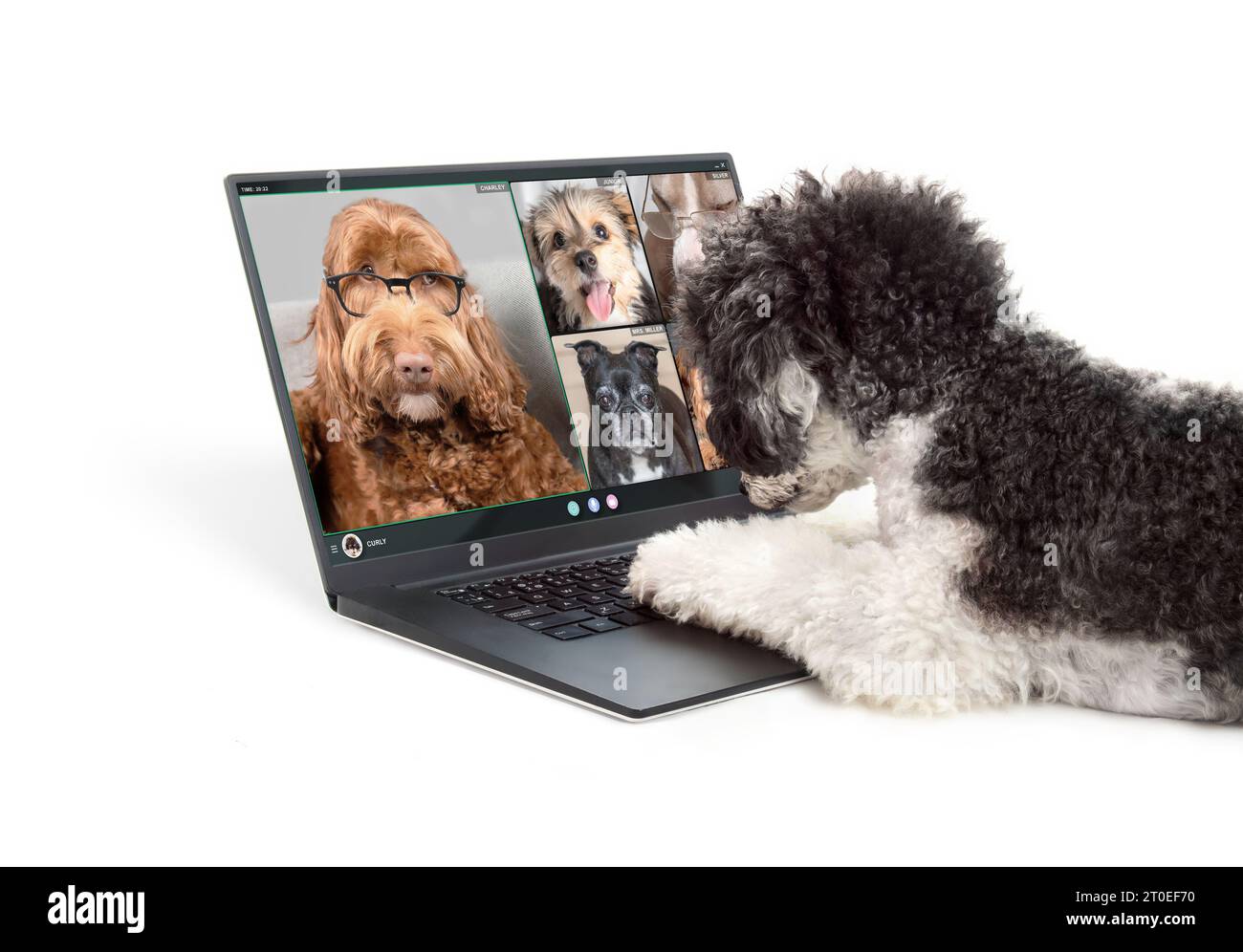 Cane che parla con amici cani in videoconferenza. Barboncino utilizzando un computer portatile e facendo una riunione online in videochiamata con un gruppo di cani. Animali domestici che utilizzano una cod Foto Stock