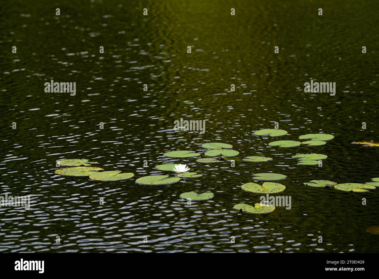 Ninfee, fiori bianchi e foglie galleggianti nell'acqua scura di un lago, Parco naturale di Pfälzerwald, riserva della biosfera di Pfälzerwald-Nordvogesen, Germania, Renania-Palatinato Foto Stock