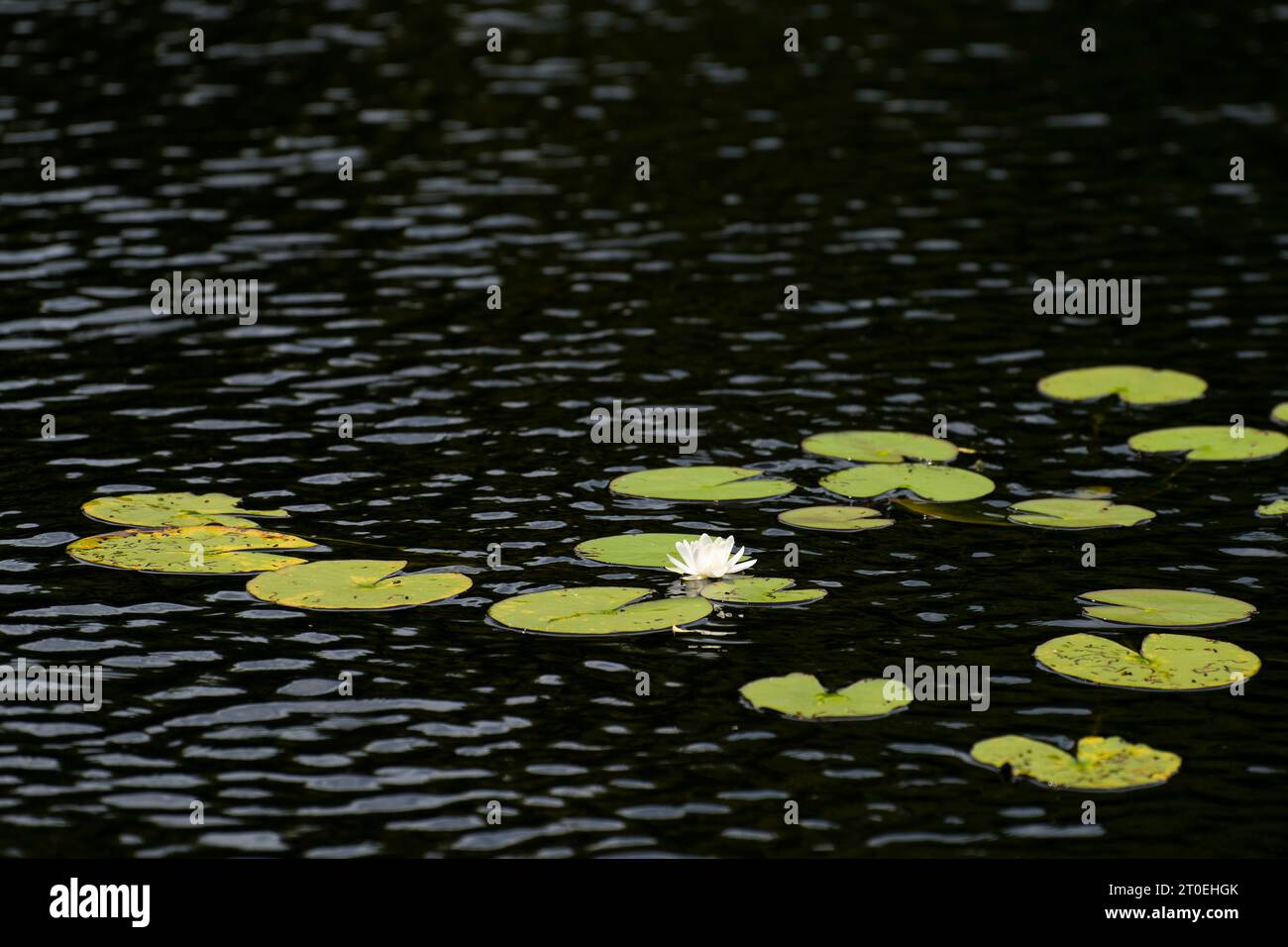 Ninfee, fiori bianchi e foglie galleggianti nell'acqua scura di un lago, Parco naturale di Pfälzerwald, riserva della biosfera di Pfälzerwald-Nordvogesen, Germania, Renania-Palatinato Foto Stock