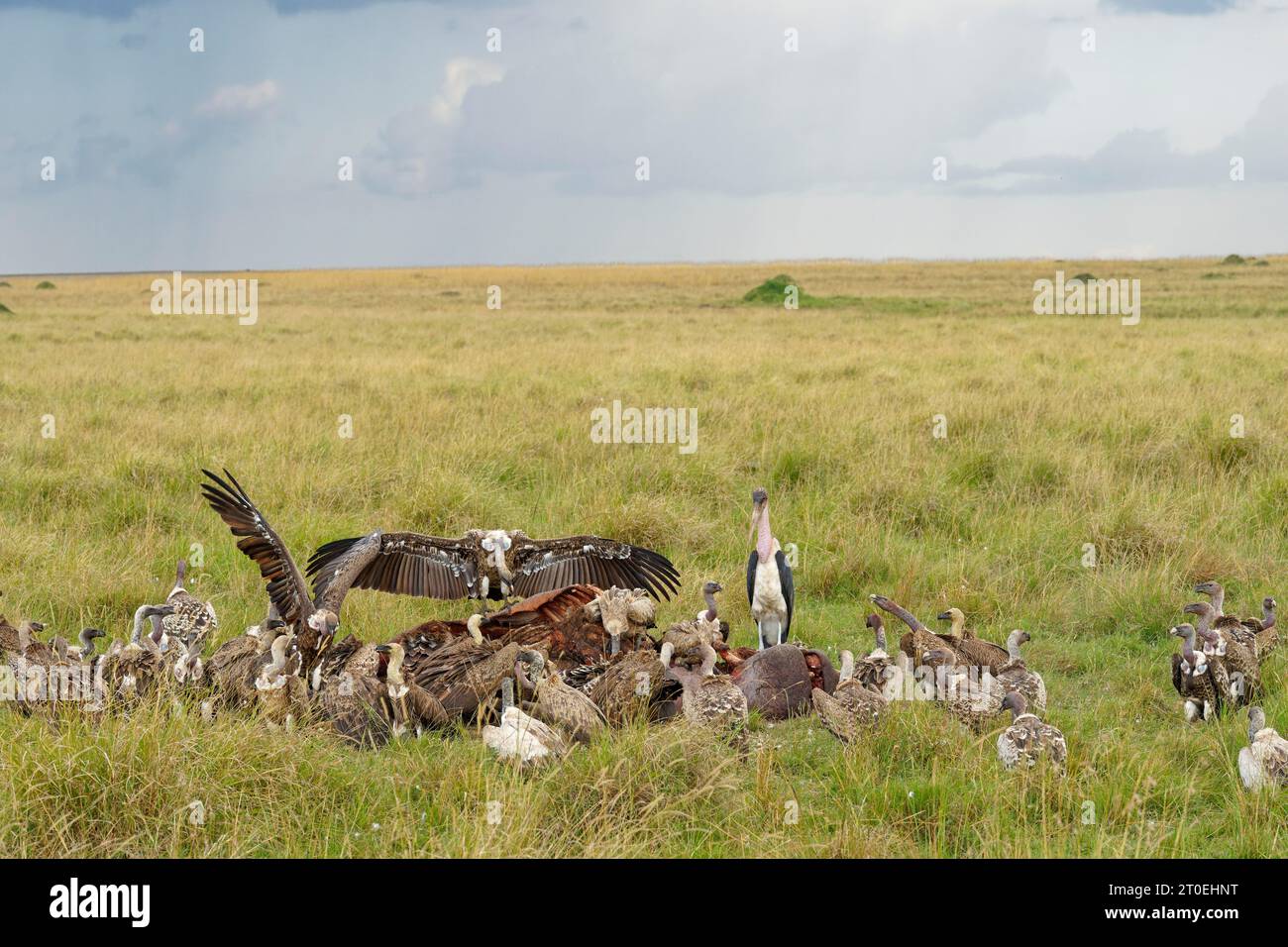 Avvoltoio di Rüppell, (Gyps rueppelli), avvoltoio dal dorso bianco (Gyps africanus) e marabou sulla carcassa di un ippopotamo, Masai Mara Game Reserve, Kenya, Africa. Foto Stock