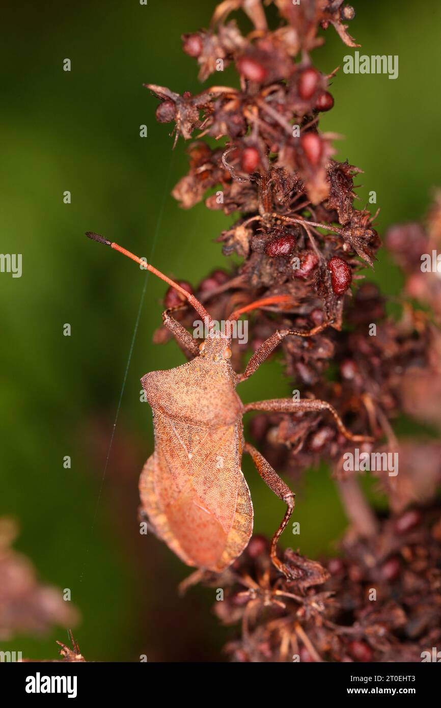 Insetto a piedi di foglie (Coreus marginatus) sul molo Foto Stock