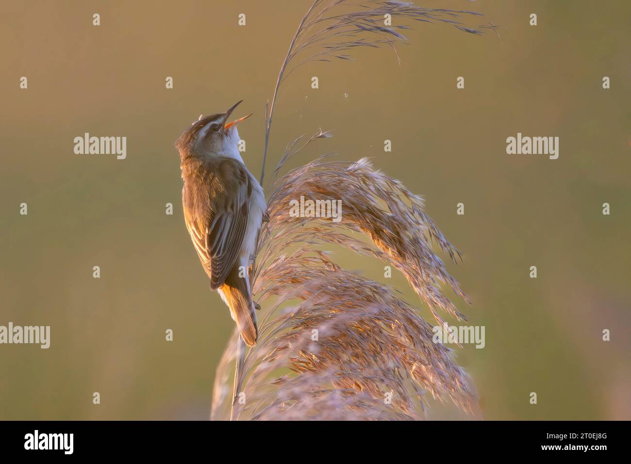 Reed Warbler, Acrocephalus schoenobaenus Foto Stock