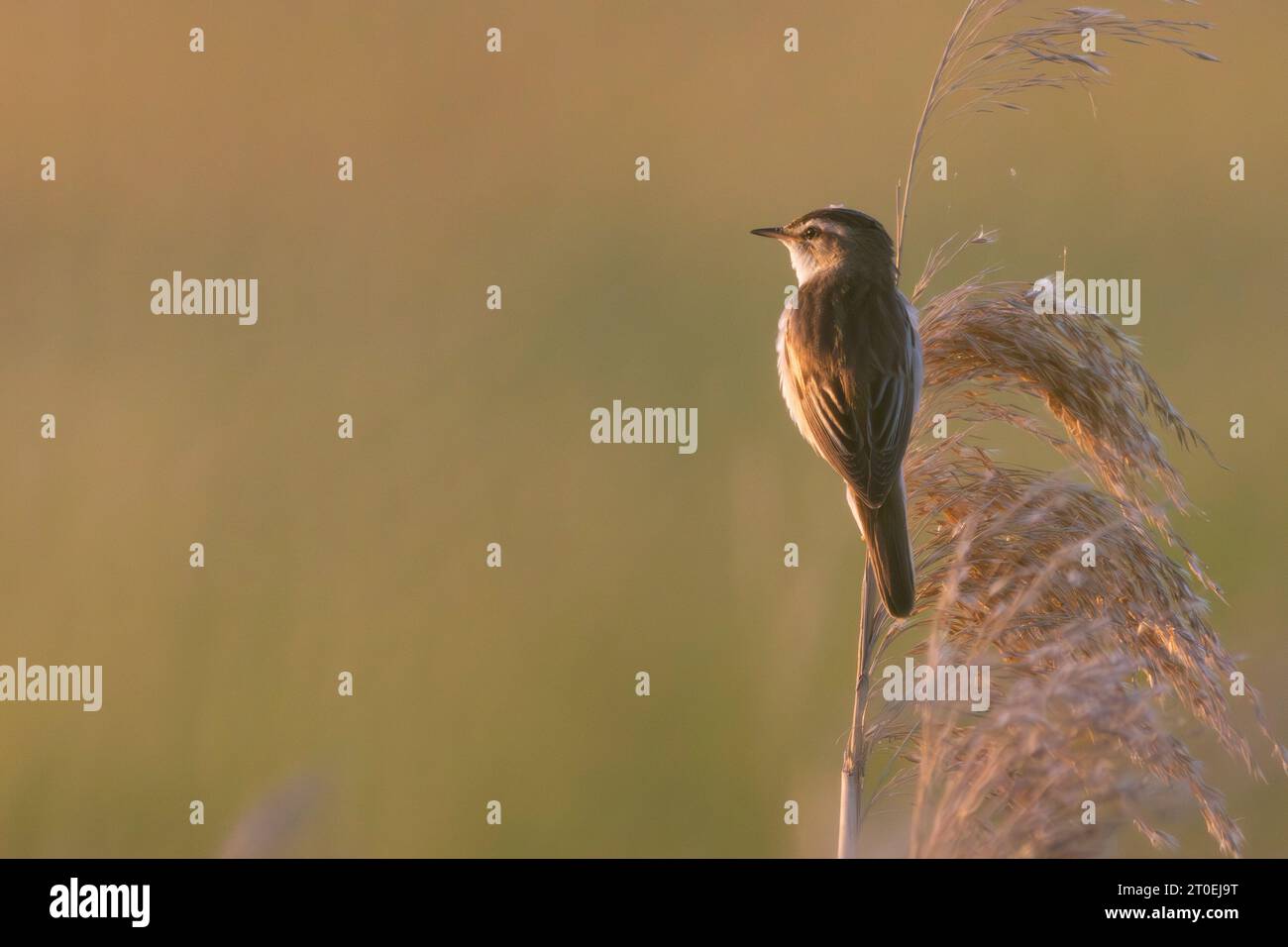 Reed Warbler, Acrocephalus schoenobaenus Foto Stock