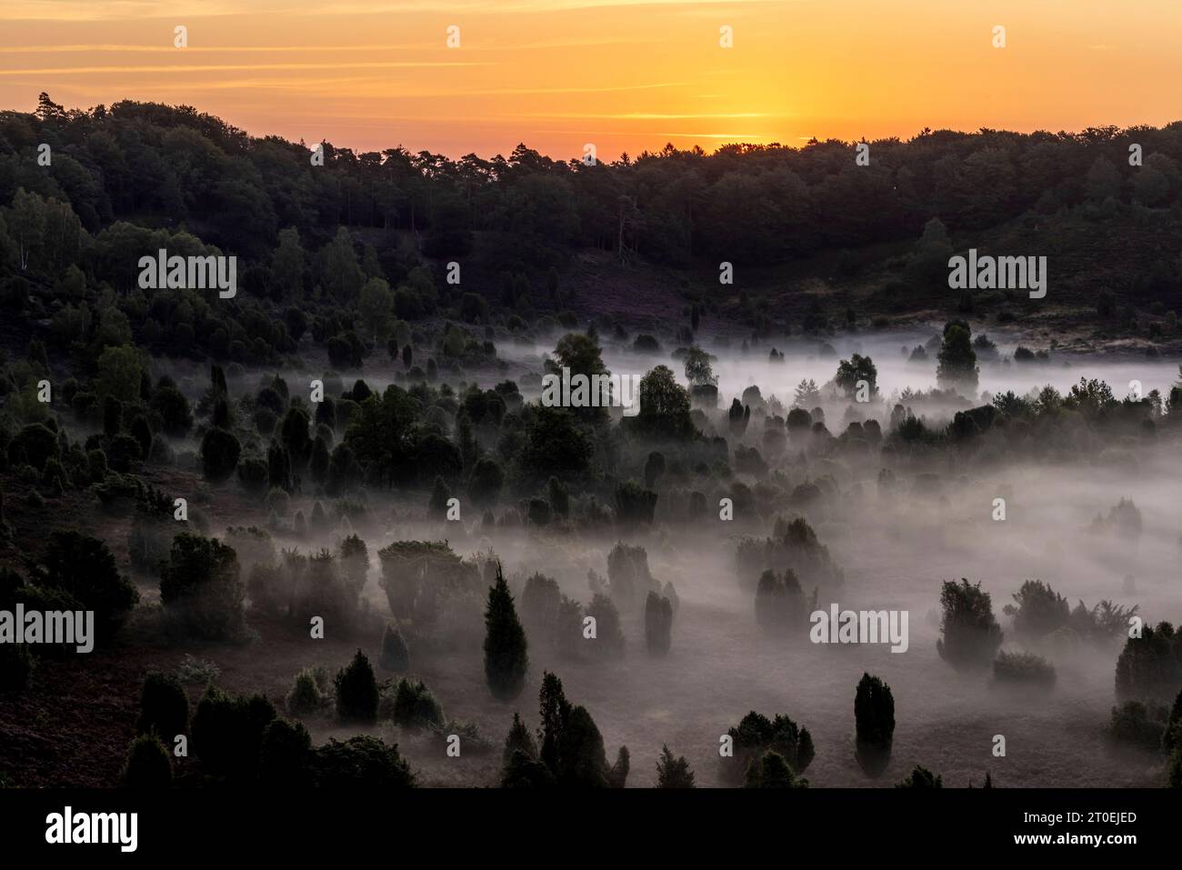 Il terreno morto durante la fioritura dell'erica nella brughiera di Lüneburg all'alba Foto Stock