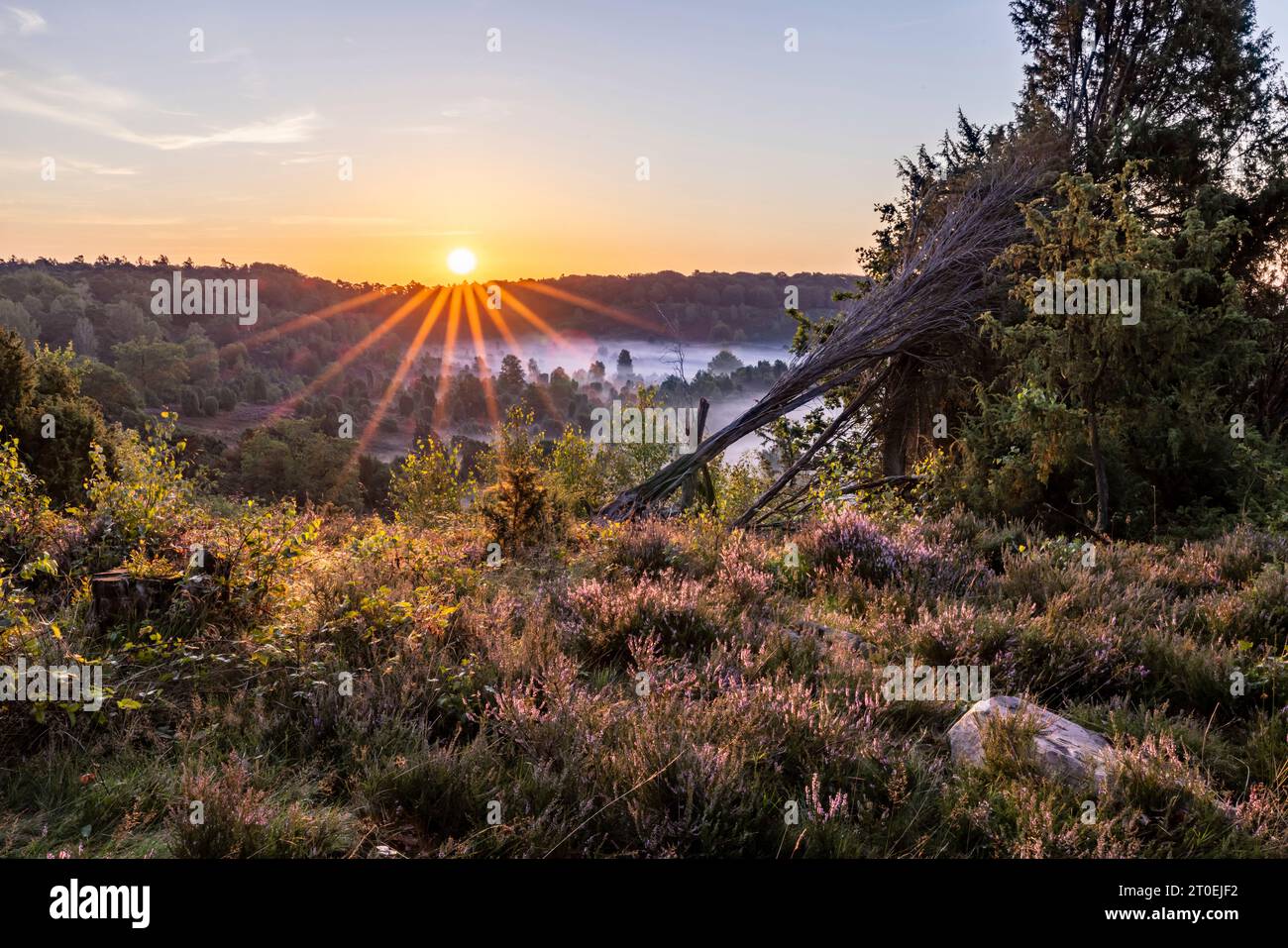 Il terreno morto durante la fioritura dell'erica nella brughiera di Lüneburg all'alba Foto Stock
