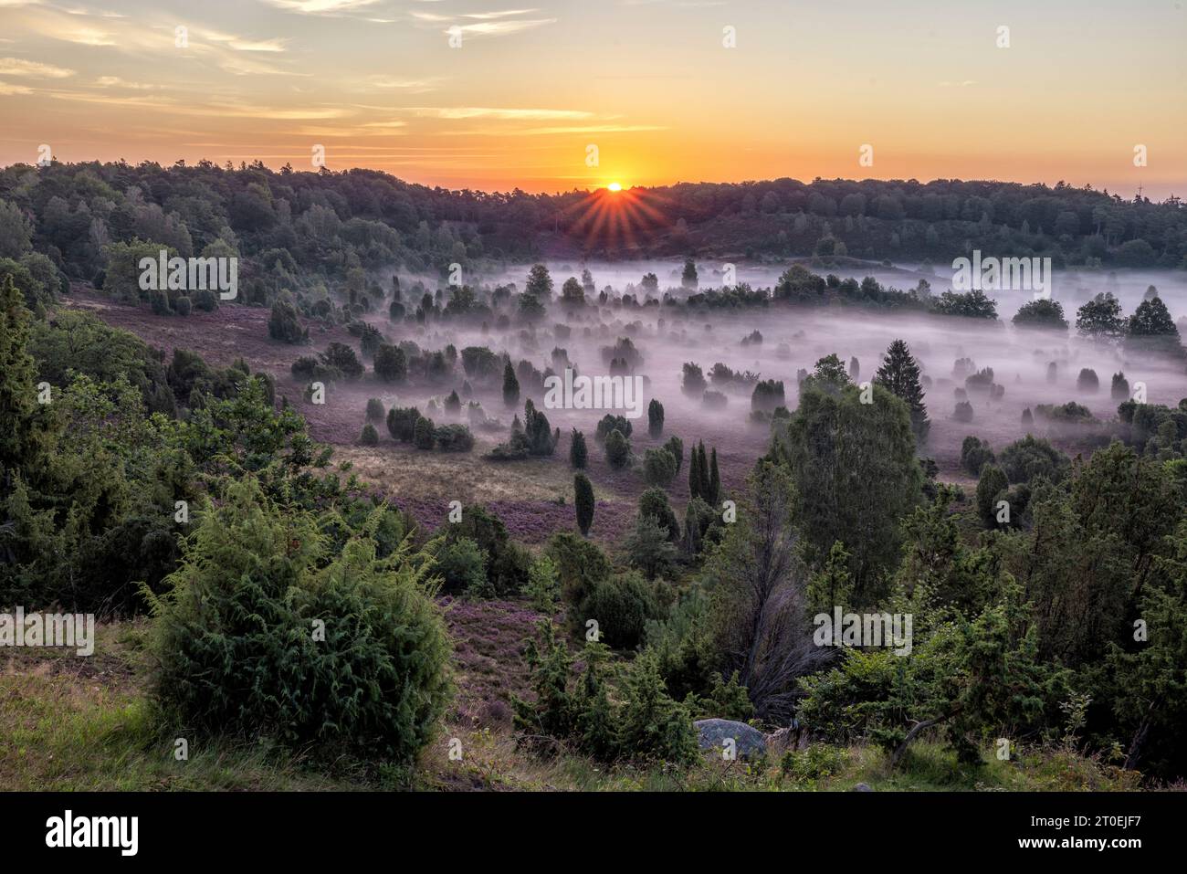 Il terreno morto durante la fioritura dell'erica nella brughiera di Lüneburg all'alba Foto Stock
