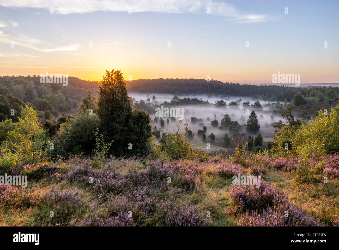 Il terreno morto durante la fioritura dell'erica nella brughiera di Lüneburg all'alba Foto Stock