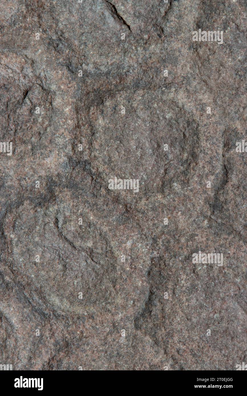 Capsula di semi fossili dell'Eocene, contea di Duchesne, Utah Foto Stock
