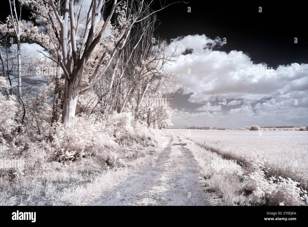 Europa, Germania, Sassonia-Anhalt, parco naturale Harz, paesaggio con alberi vicino a Blankenburg Foto Stock