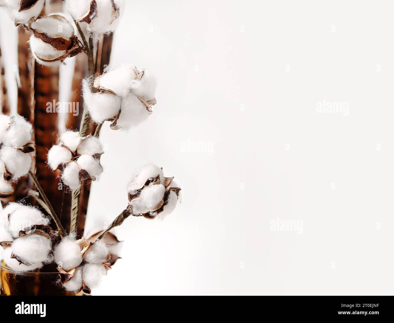 Fiori di cotone essiccati con sfondo grigio chiaro. Composizioni bianche di fiori soffici per stile rustico o casale. Simbolo di fortuna, guarigione e protezione. Foto Stock