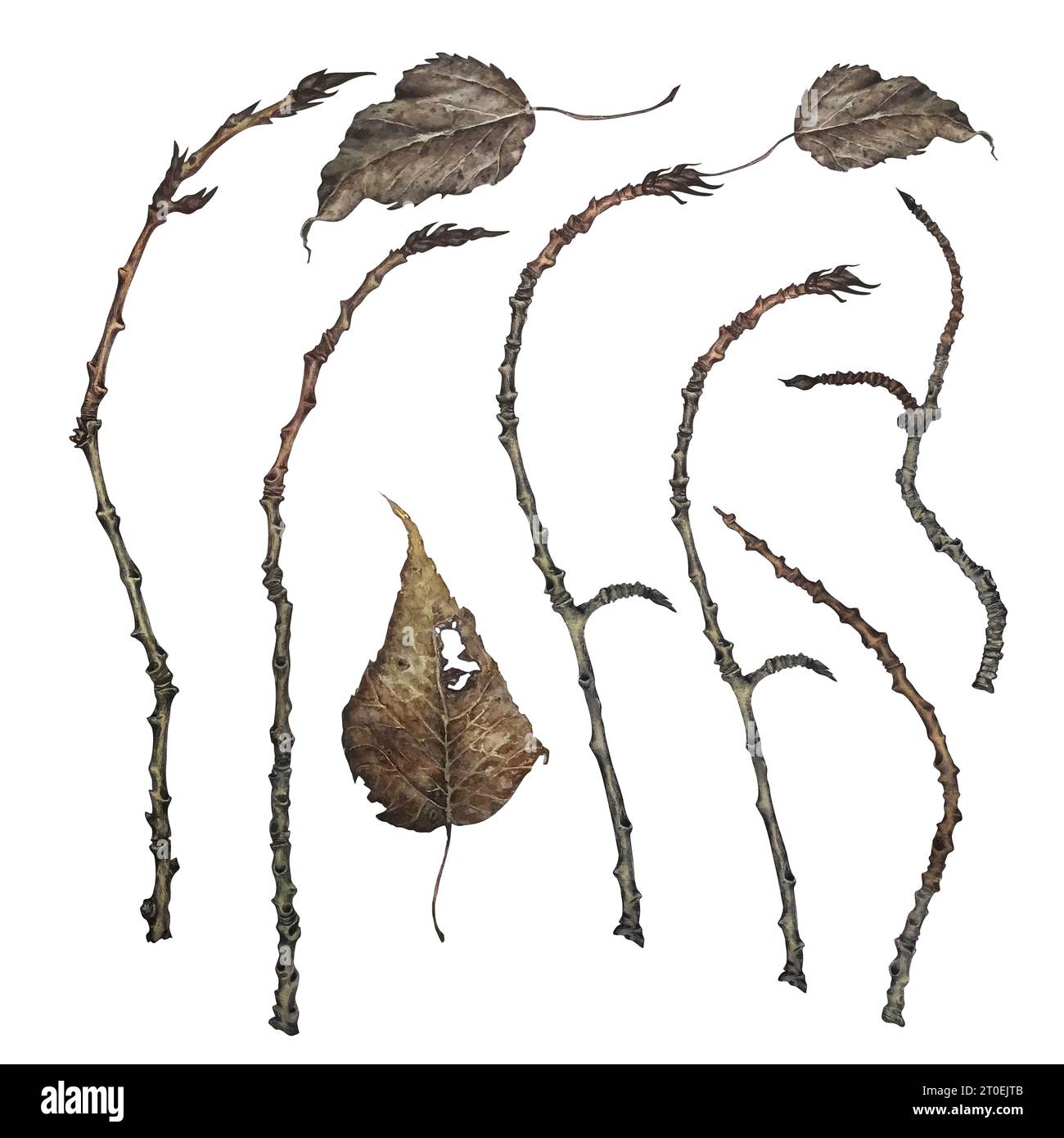 Acquerello autunno e inverno ramoscelli secchi grigi elementi isolati su sfondo bianco Foto Stock