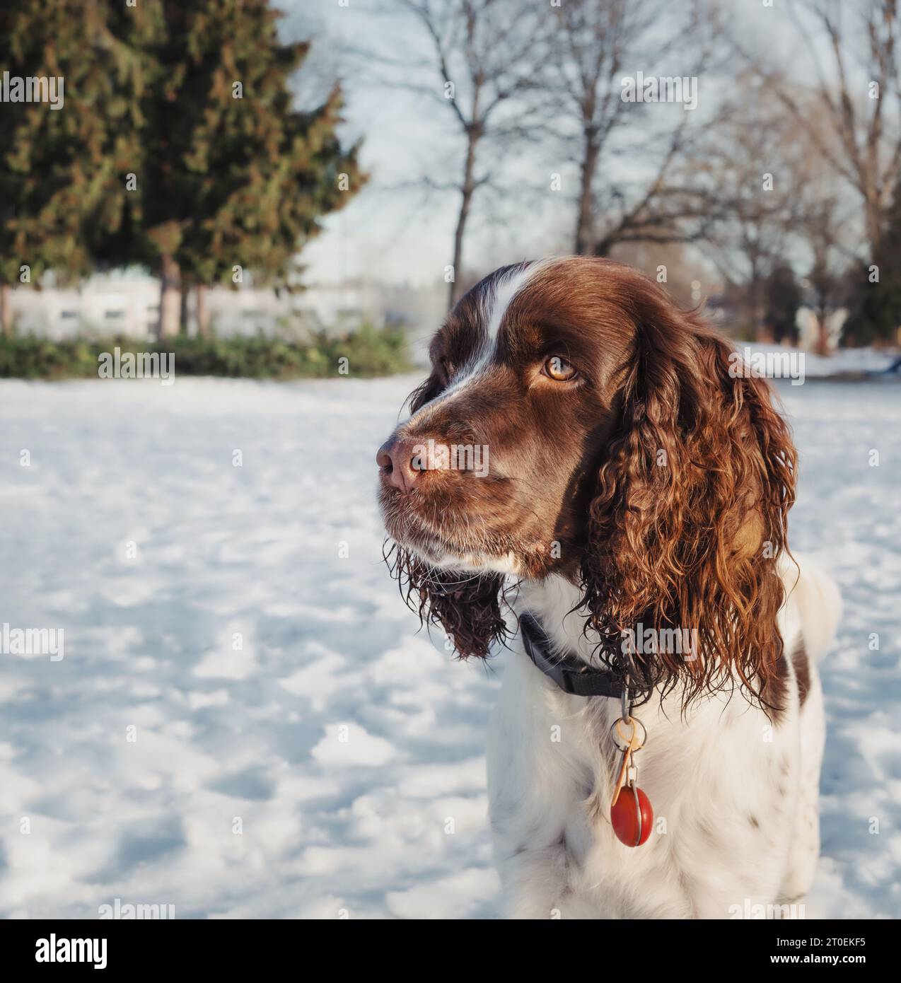 Springer spaniel cane nella neve guardando qualcosa curiosamente. Colpo alla testa di un cane bianco marrone nelle soleggiate giornate invernali nel parco. 1 anno, fegato e bianco, Foto Stock