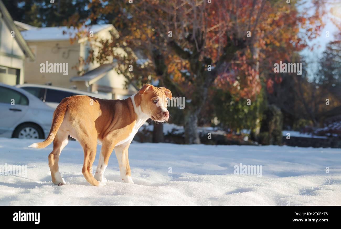 Cucciolo di pugile in piedi sulla neve mentre guarda lateralmente a qualcosa. SideView ritratto di un cucciolo sulla neve in una giornata invernale soleggiata e fredda a Vancouver. 13 w Foto Stock