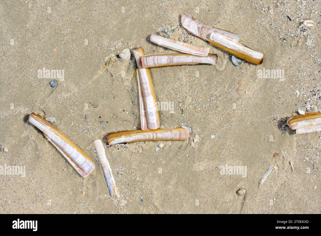 Vongole di rasoio a forma di spada (Ensis ensis), vongole di rasoio ricurve sulla spiaggia Foto Stock