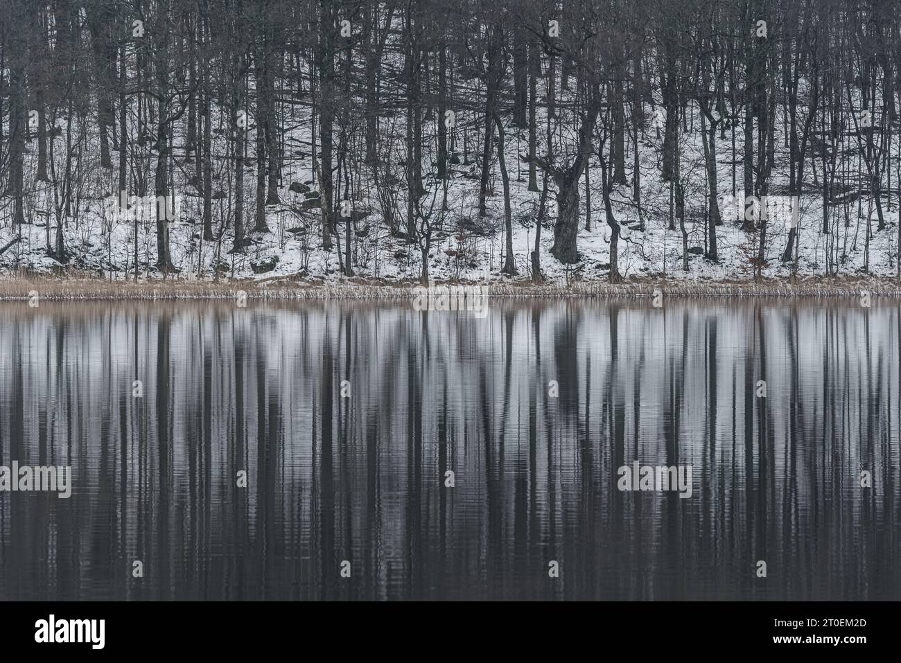 Tranquillità invernale in un paesaggio svedese innevato con alberi che si riflettono su un lago calmo. Foto Stock