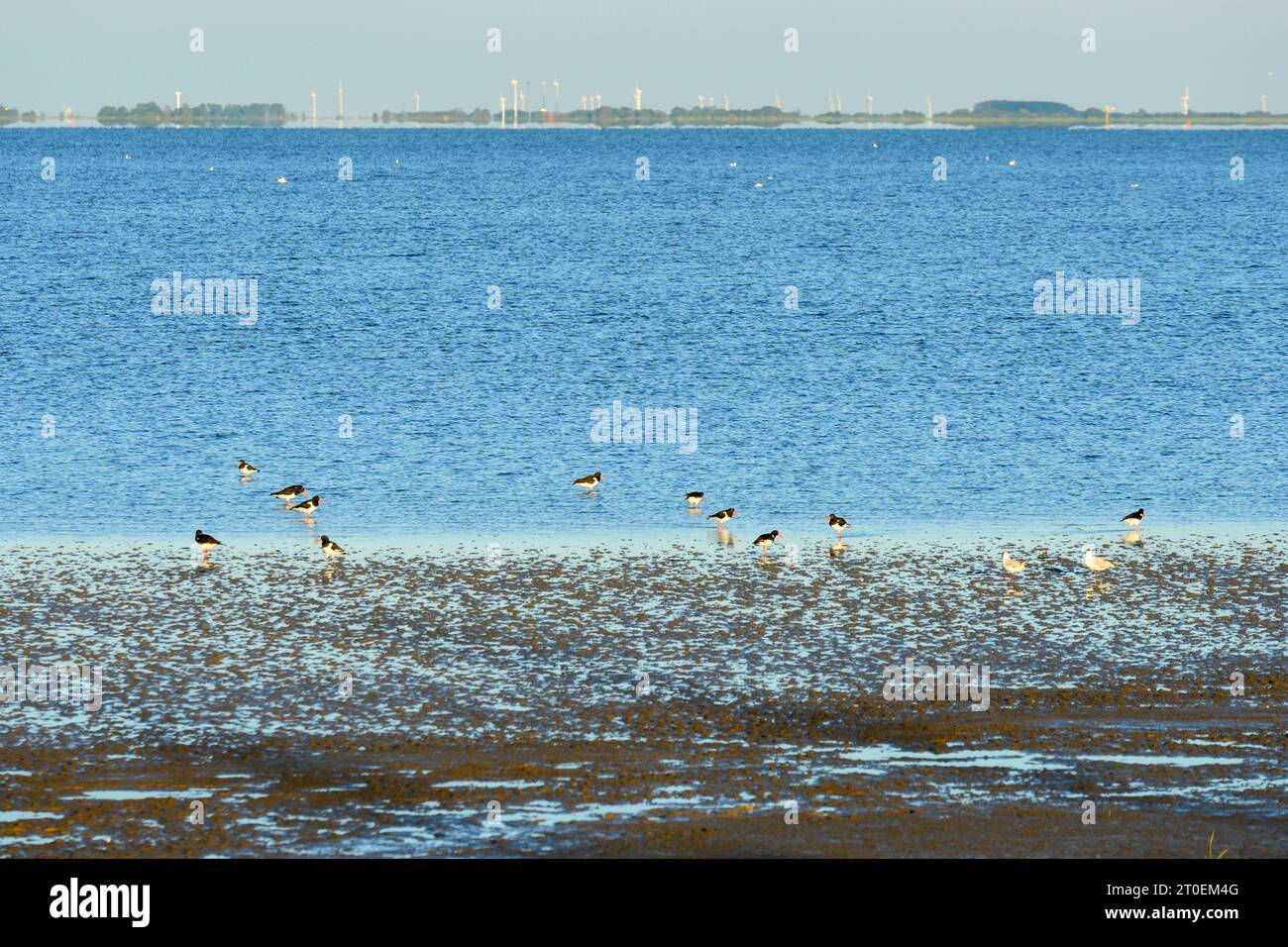 Germania, bassa Sassonia, Juist, maree, drenaggio delle acque nel Mar di Wadden. Foto Stock