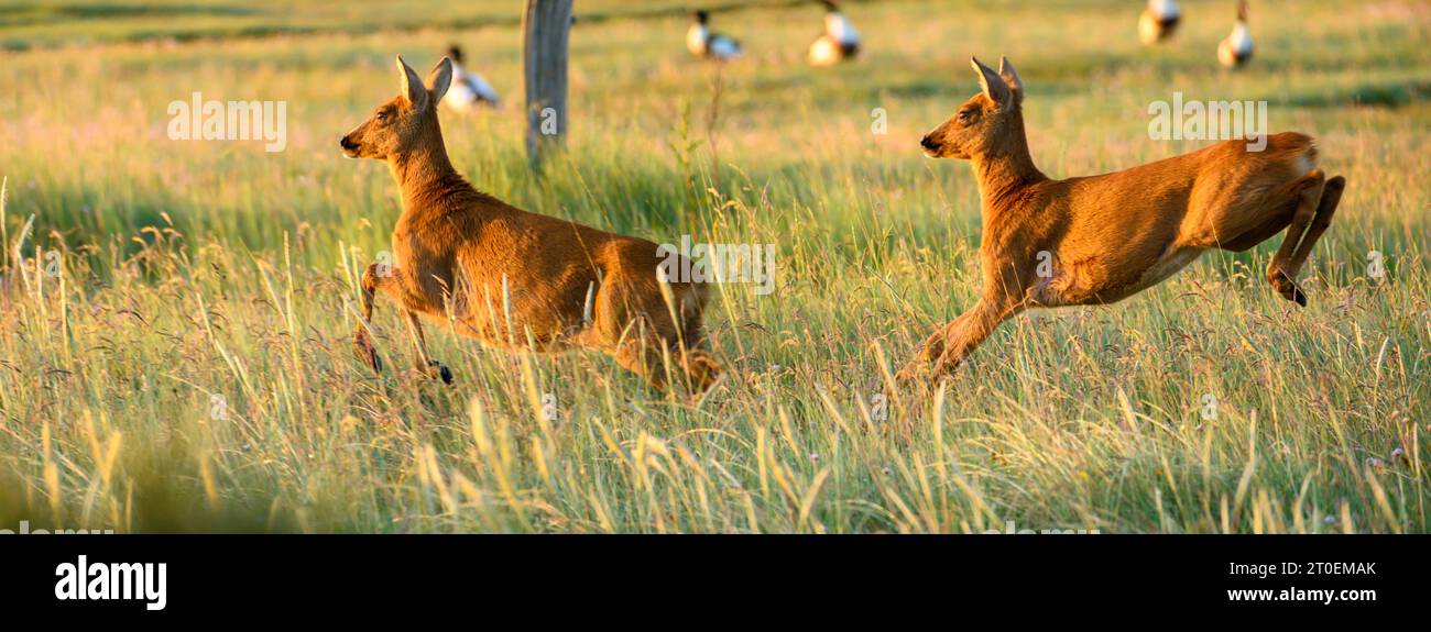 Germania, bassa Sassonia, Juist, capriolo (Capreolus capreolus) sull'isola. Foto Stock