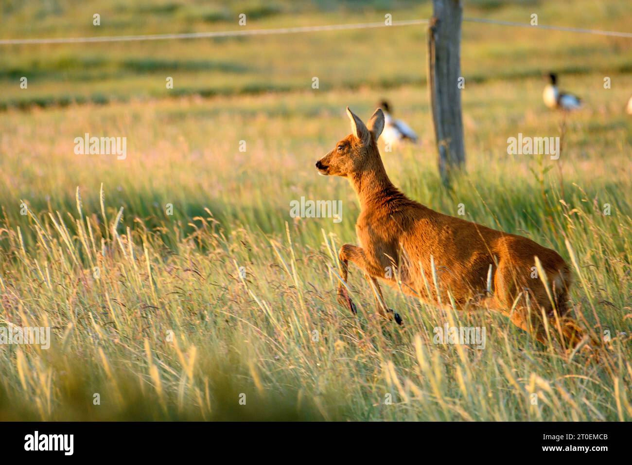 Germania, bassa Sassonia, Juist, capriolo (Capreolus capreolus) sull'isola. Foto Stock