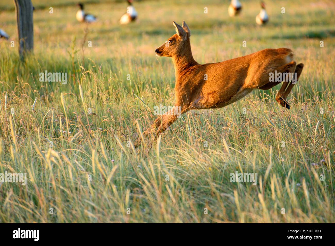 Germania, bassa Sassonia, Juist, capriolo (Capreolus capreolus) sull'isola. Foto Stock