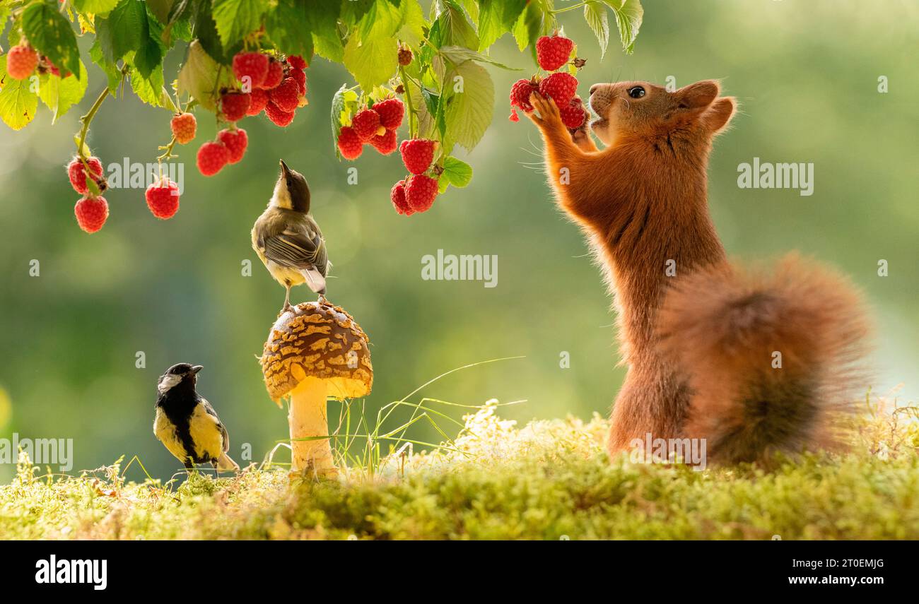 Red Squirrel sta mangiando lamponi Foto Stock