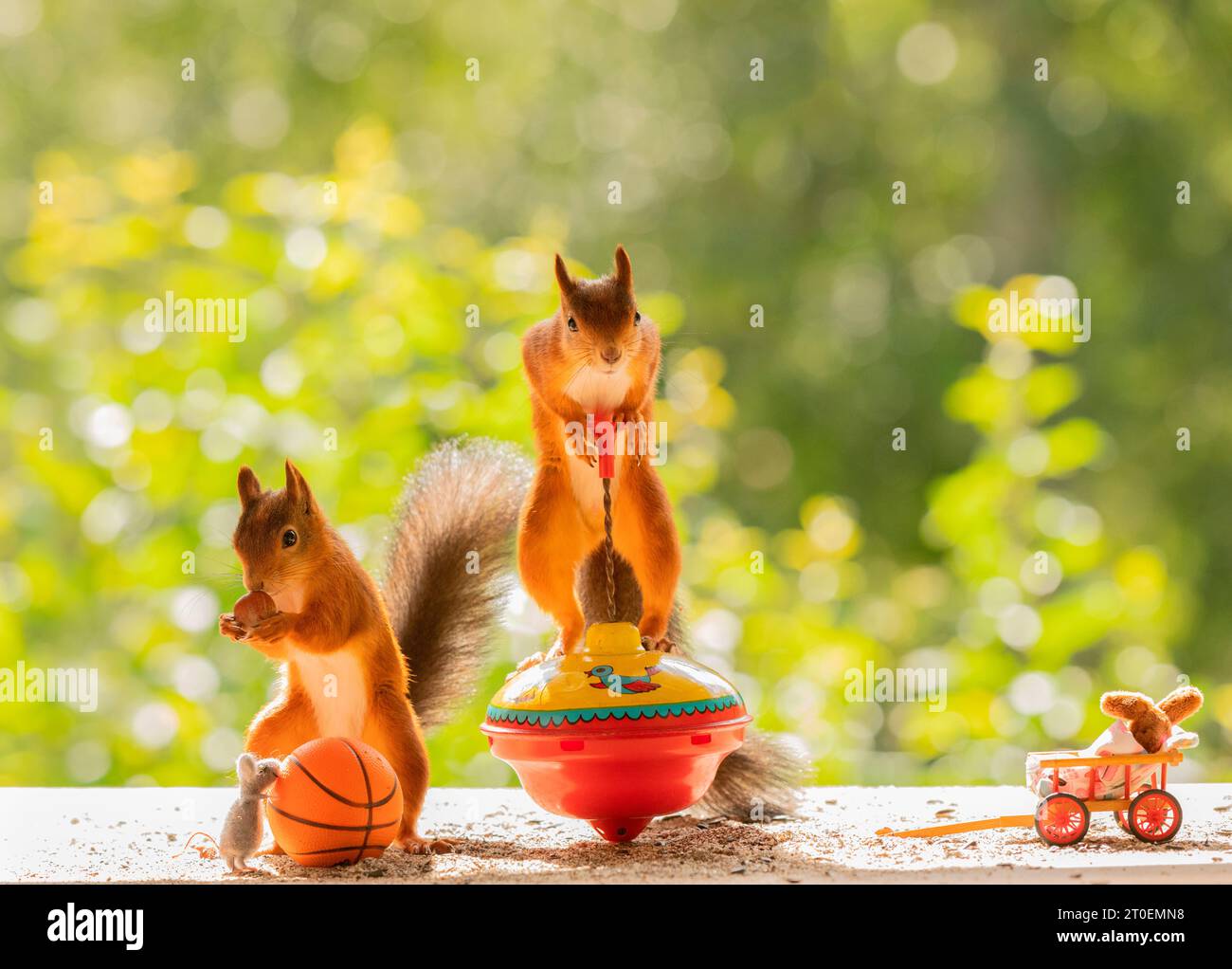 Red Squirrels con top rotante e palla Foto Stock
