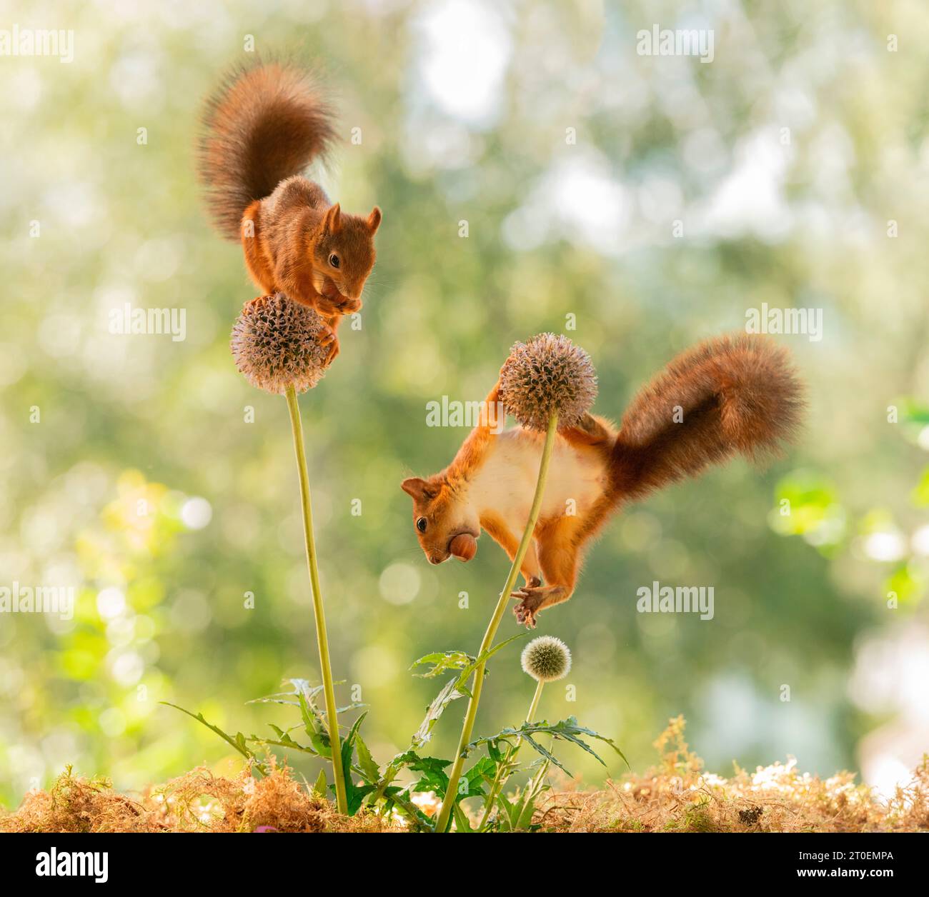 I Red Squirrels si stagliano con fiori di cardo Foto Stock