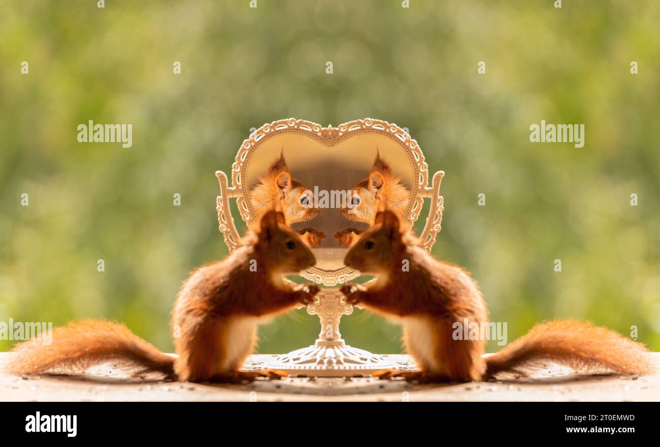 Red Squirrels con uno specchio cardiaco Foto Stock
