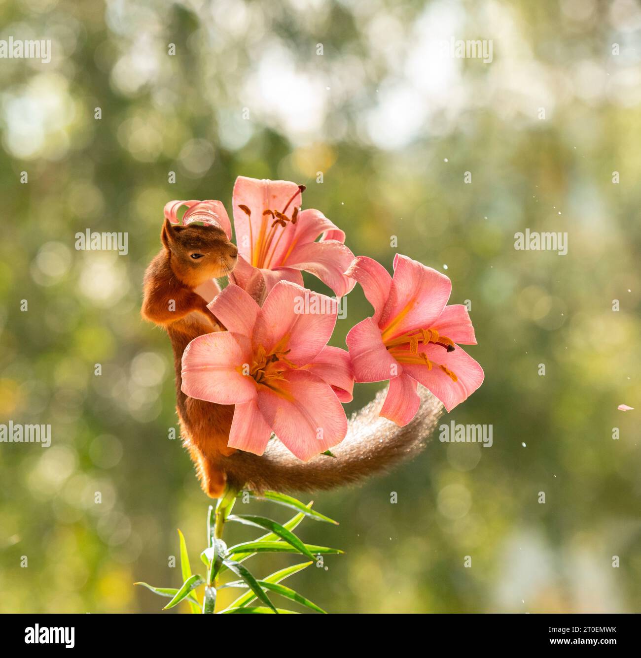 Scoiattolo rosso in fiori di Lilium regale Foto Stock
