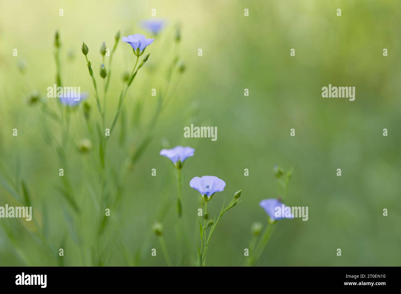 Fiori azzurri pallidi di lino (Linum) su un campo, Germania Foto Stock