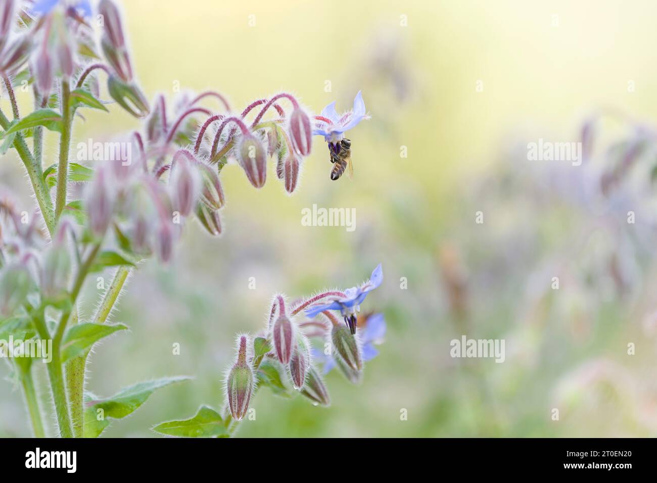 Un'ape (Apis mellifera) è seduta in un fiore di borragine (Borago officinalis), Germania Foto Stock