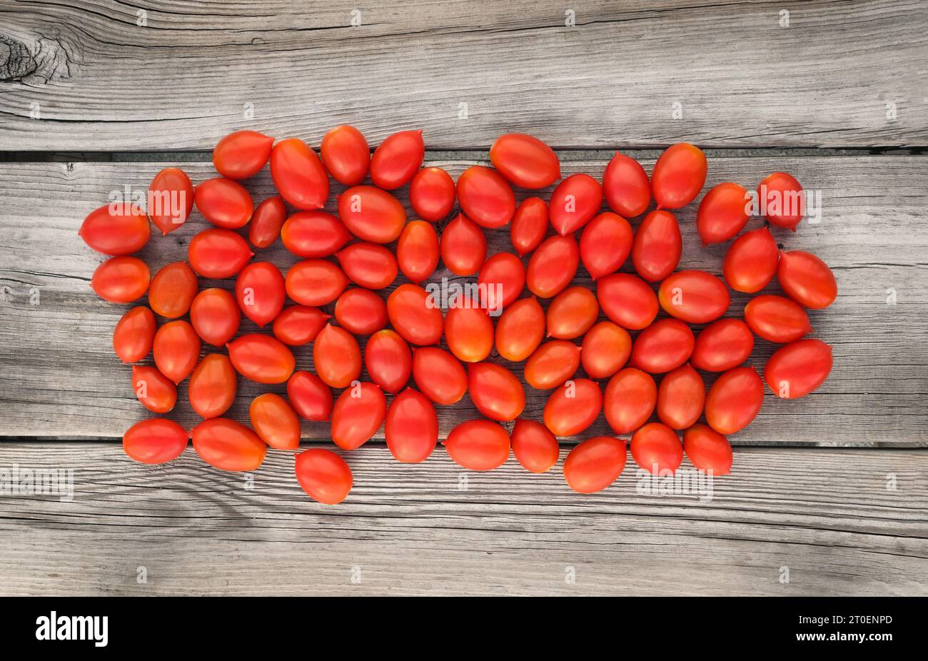Pomodori ciliegini su fondo di legno. Vista dall'alto dei pomodori rossi maturi appena raccolti su tavola di legno. Pila casuale di pomodori zuccherati Foto Stock