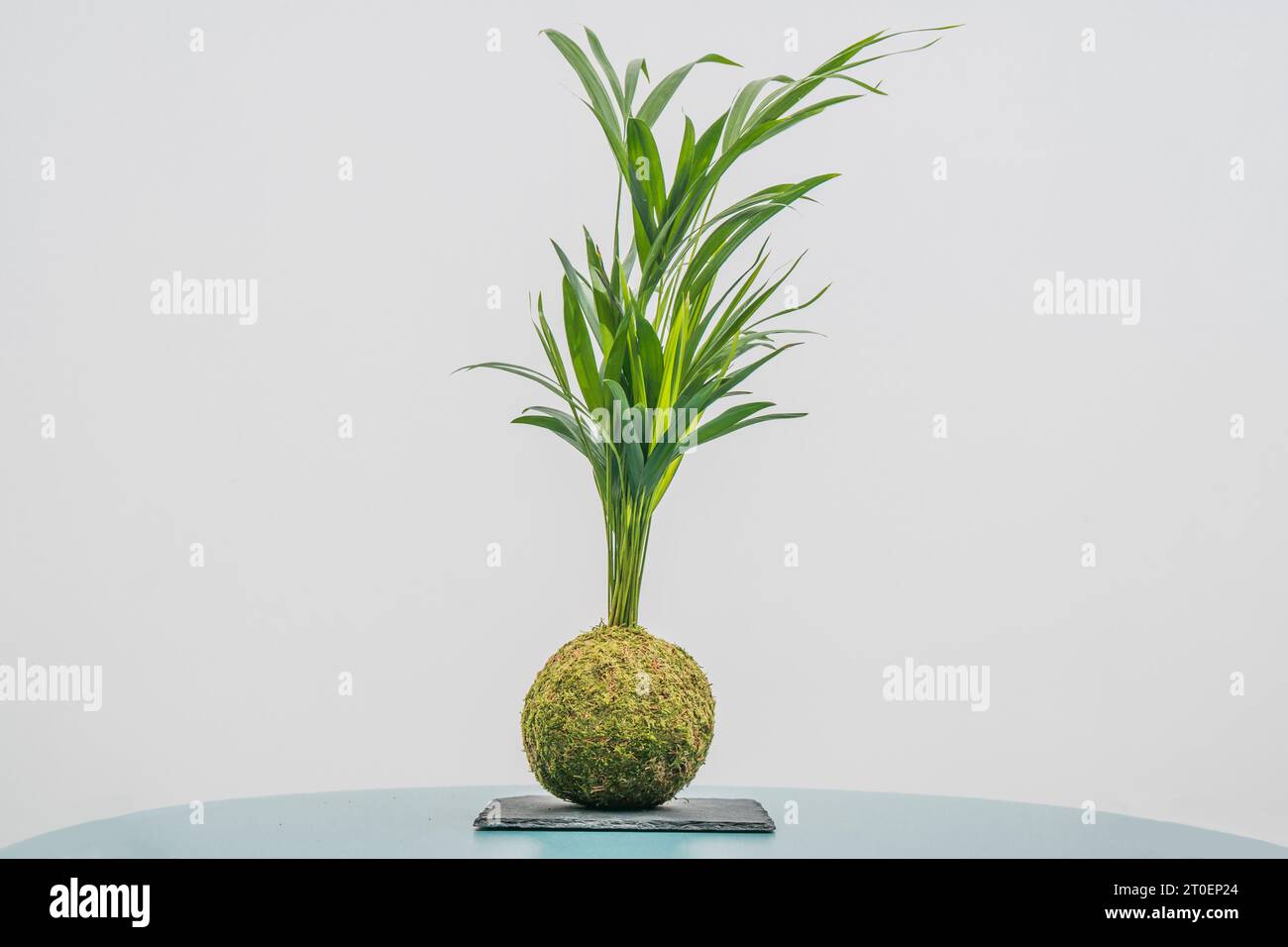 Una corda di filo verde vivace, piena di fogliame, si trova in cima a una lussureggiante palla di muschio incorniciata da una parete bianca sullo sfondo Foto Stock
