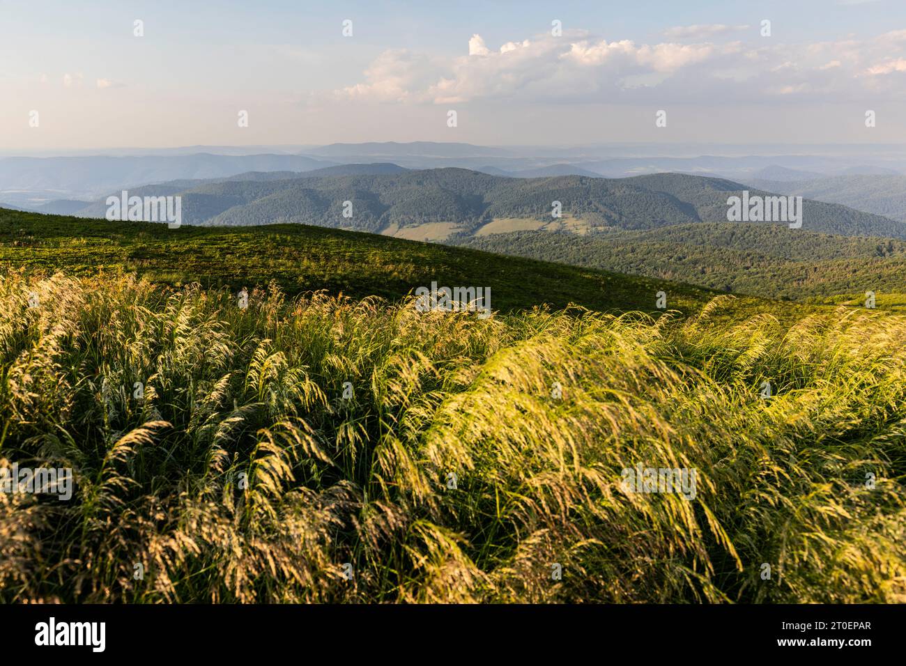 Europa, Polonia, voivodato di Podkarpackie, Bieszczady, Polonina Carynska, Bieszczady National Park Foto Stock