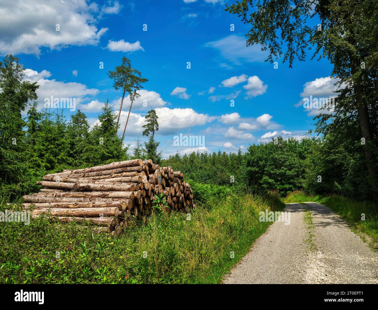 Lungo il tragitto al Fuchsberg nel Holzwinkel, Parco naturale delle foreste occidentali di Augusta Foto Stock