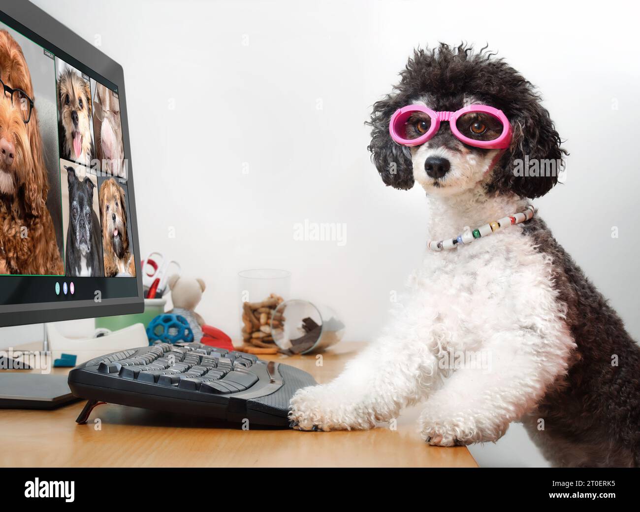Cane che parla con i cani in videoconferenza. Gruppo di cani che hanno una riunione online usando un computer. Barboncino, Labradoodle e morkie chattano online. Animali domestici Foto Stock