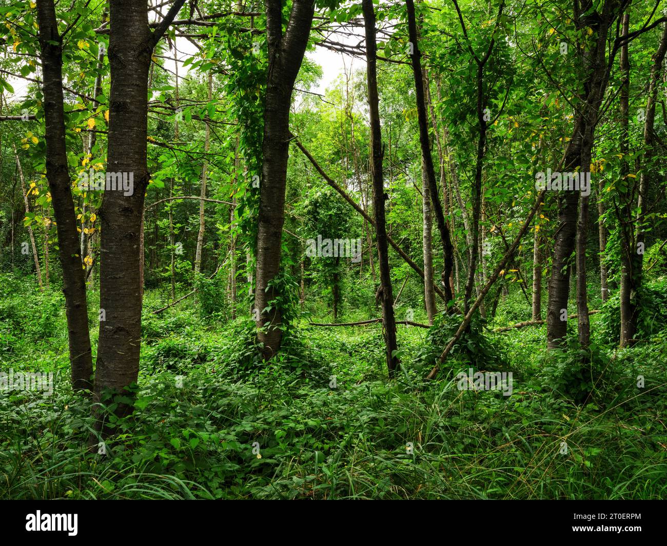 Ex foresta alluvionale sul Lech vicino Langweid Foto Stock