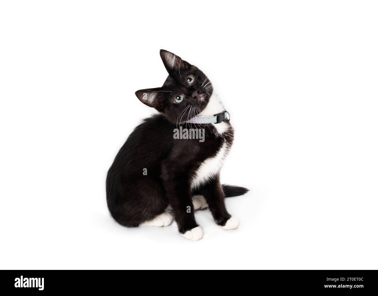 Curios gattino seduto con testa inclinata mentre si guarda verso l'alto. Vista laterale del gattino bianco e nero con un linguaggio del corpo interessato. tuxedo cat di 8 settimane Foto Stock