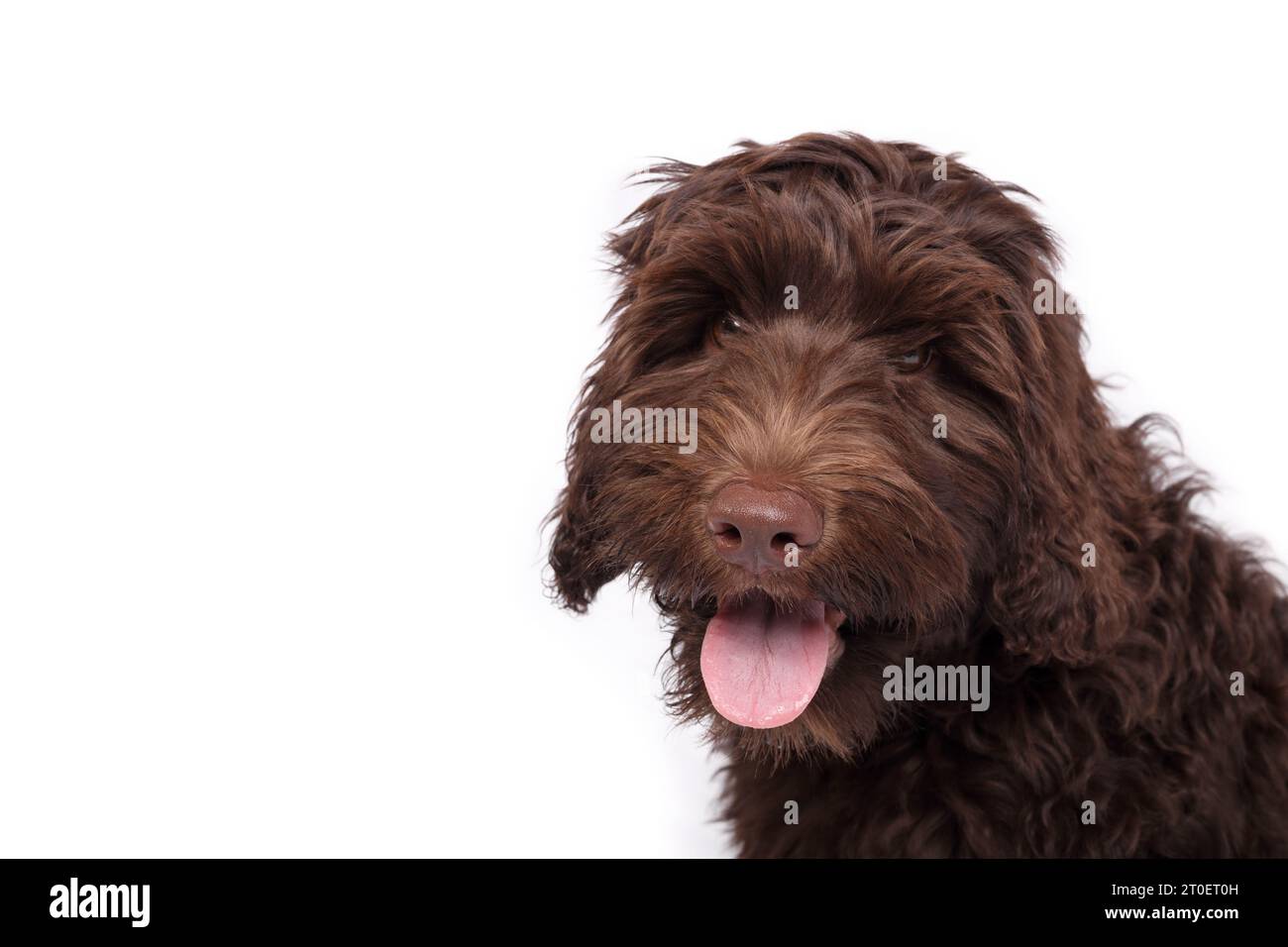 Felice cucciolo di Labradoodle che guarda la macchina fotografica. Cane da cucciolo marrone morbido e isolato con lingua rosa. Rilassato labradoodle australiano di 3 mesi Foto Stock