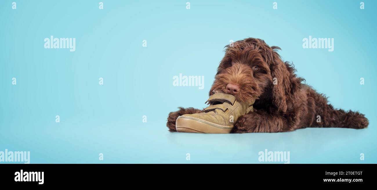 Scarpa da masticare cucciolo su sfondo blu. Cane cucciolo felice che si stende con la scarpa tra le zampe mentre lo mangia, gioca o lo distrugge. labrad donna di 3 mesi Foto Stock