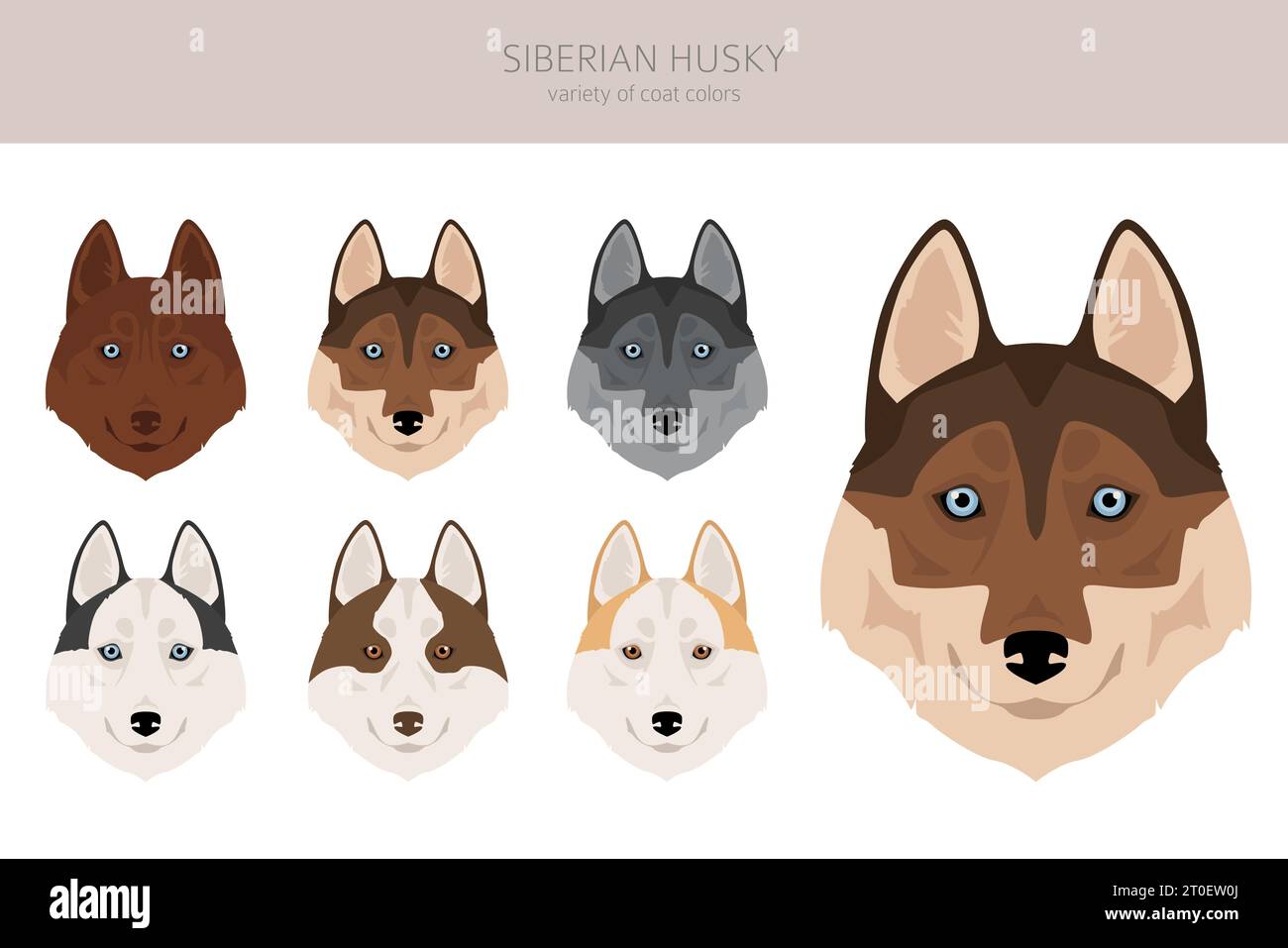 Scogliera di Husky siberiana. Set di tutti i colori del mantello. Infografica sulle caratteristiche di tutte le razze di cani. Illustrazione vettoriale Illustrazione Vettoriale