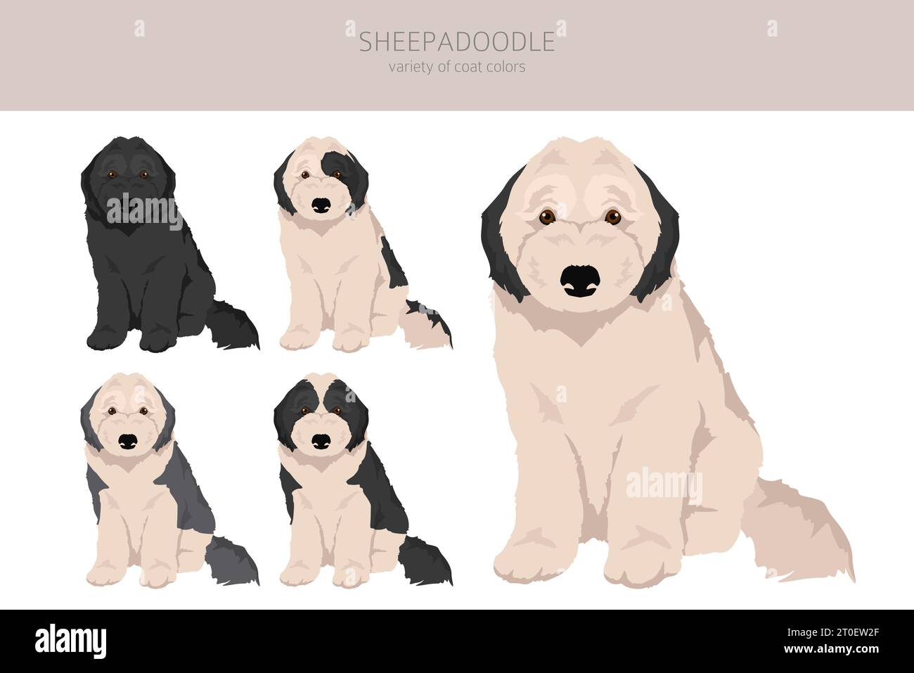 Clipart di Sheepadoodle. Old English Sheepdog Poodle mix. Set di colori diversi per il rivestimento. Illustrazione vettoriale Illustrazione Vettoriale