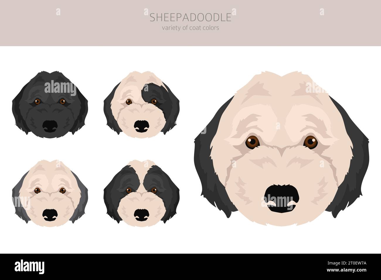 Clipart di Sheepadoodle. Old English Sheepdog Poodle mix. Set di colori diversi per il rivestimento. Illustrazione vettoriale Illustrazione Vettoriale