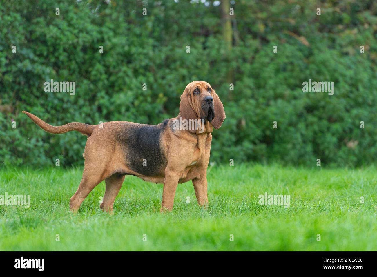 Bloodhound Foto Stock