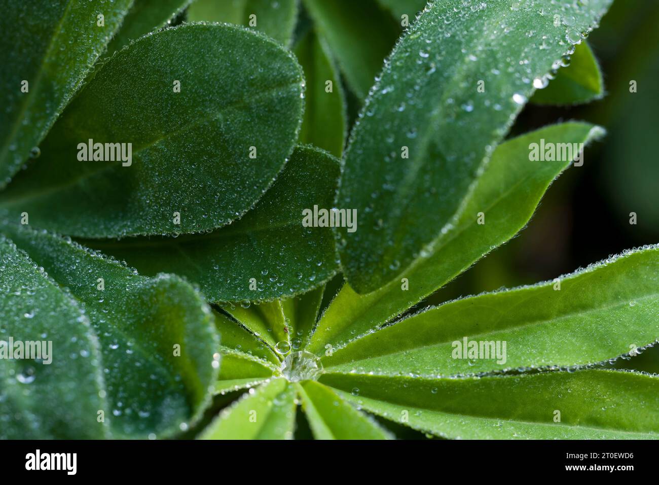 Foglie di lupino (Lupinus) con piccole perle d'acqua, Germania Foto Stock