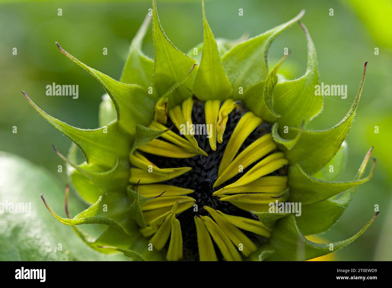 Primo piano di un fiore di girasole (Helianthus annuus), testa di fiore in erba con bratti verdi e piccoli petali gialli, Germania Foto Stock