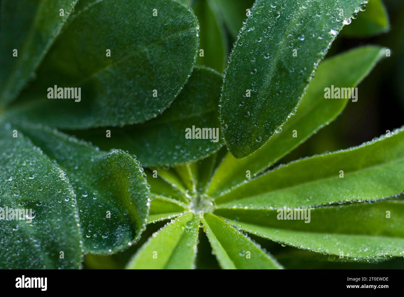 Foglie di lupino (Lupinus) con piccole perle d'acqua, Germania Foto Stock