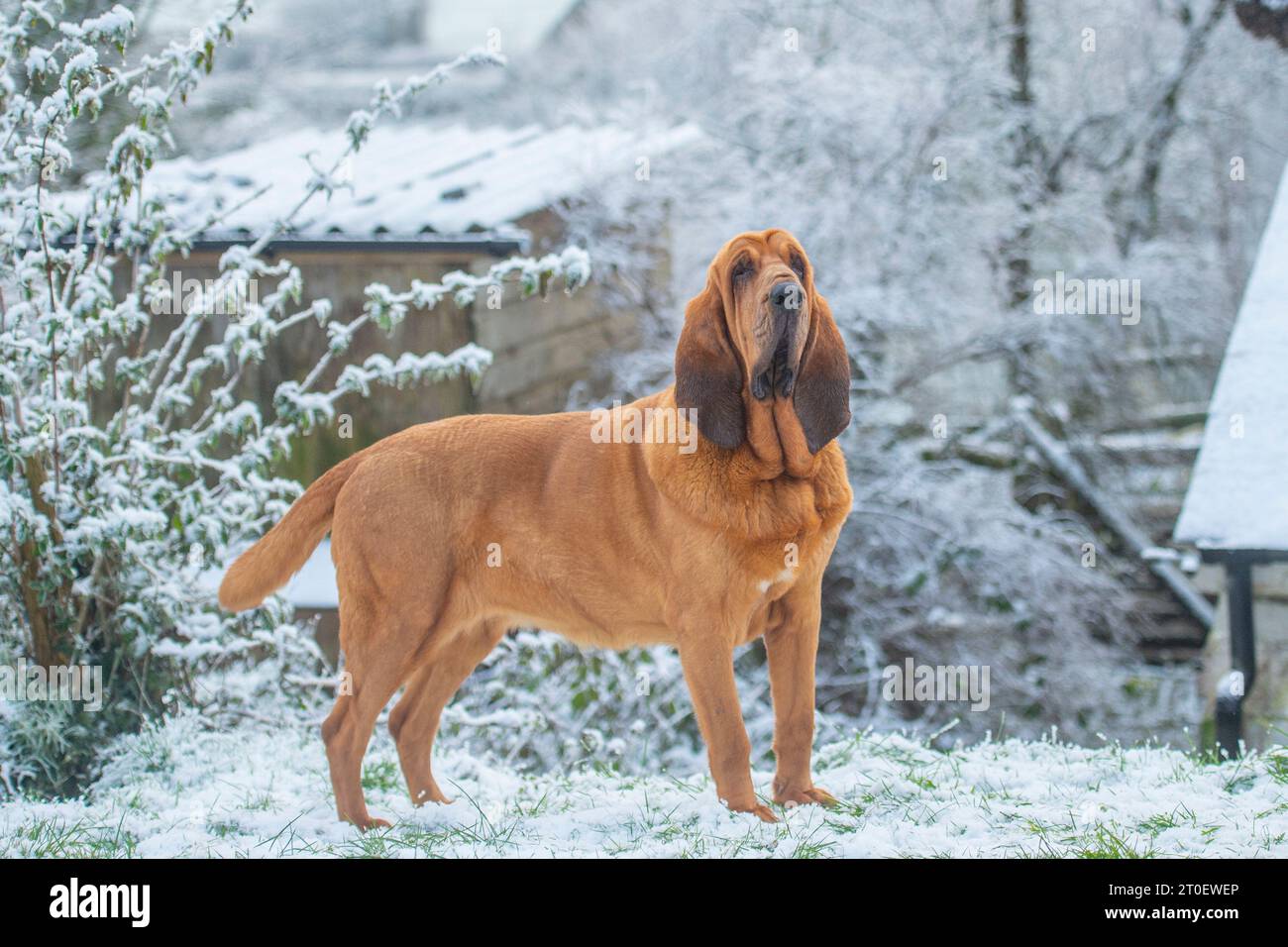 Bloodhound nella neve Foto Stock